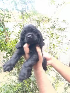 American Cocker spaniel female puppy Quality