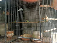 Parrots with cage