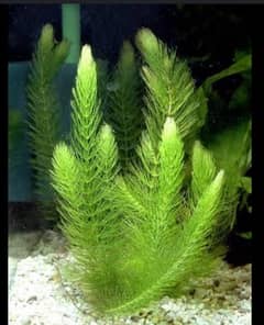 Hornwort Live Aquarium plant