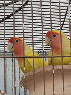 lutino lovebirds