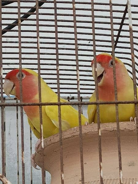 lutino lovebirds 1