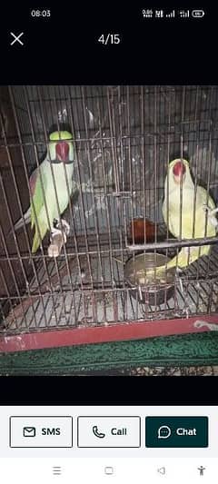 tolking and breader raw pair parrots for sale