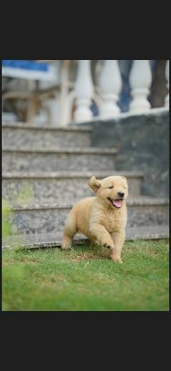 Golden Retriever Puppies