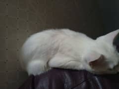 cat persian