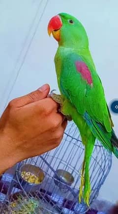 Raw parrots pair 5 month age