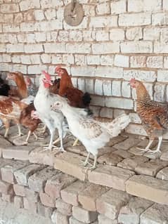 Desi hens for eggs in Jhelum fully vicinited for sale 0