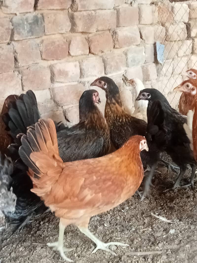 Desi hens for eggs in Jhelum fully vicinited for sale 1