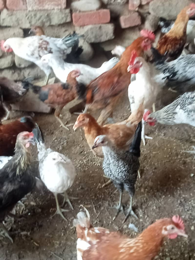 Desi hens for eggs in Jhelum fully vicinited for sale 2