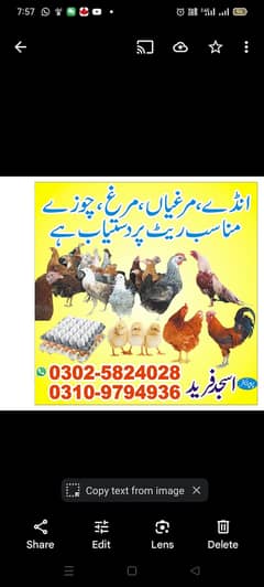 Desi hens for eggs in Jhelum fully vicinited for sale