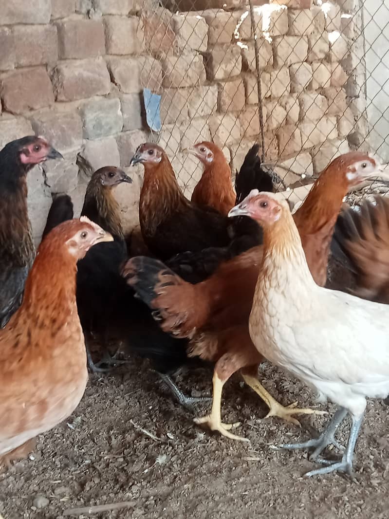 Desi hens for eggs in Jhelum fully vicinited for sale 4