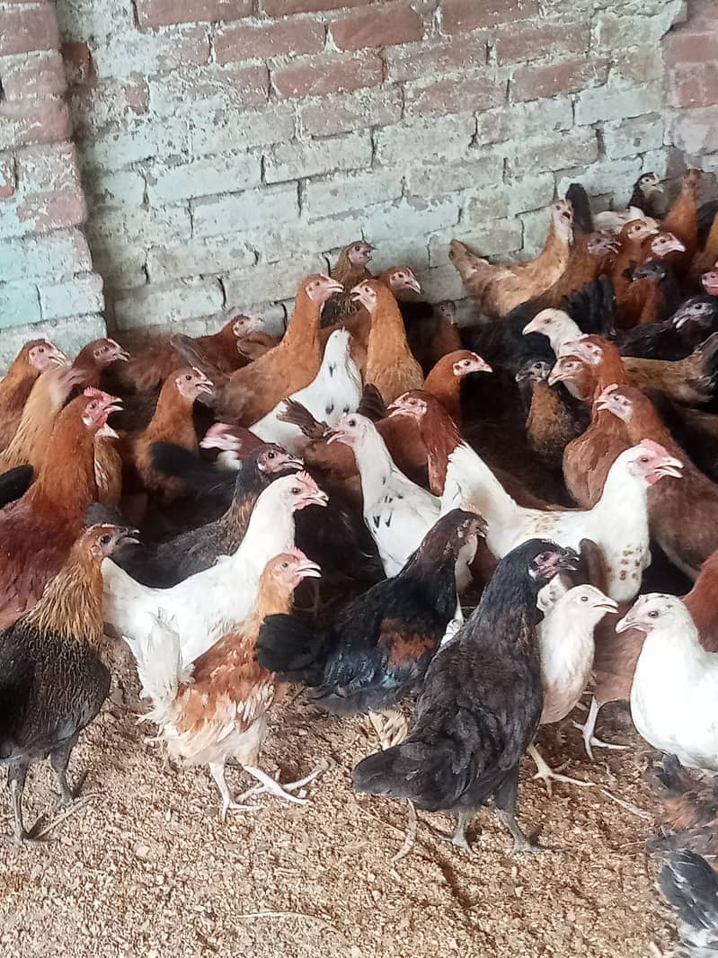 Desi hens for eggs in Jhelum fully vicinited for sale 5