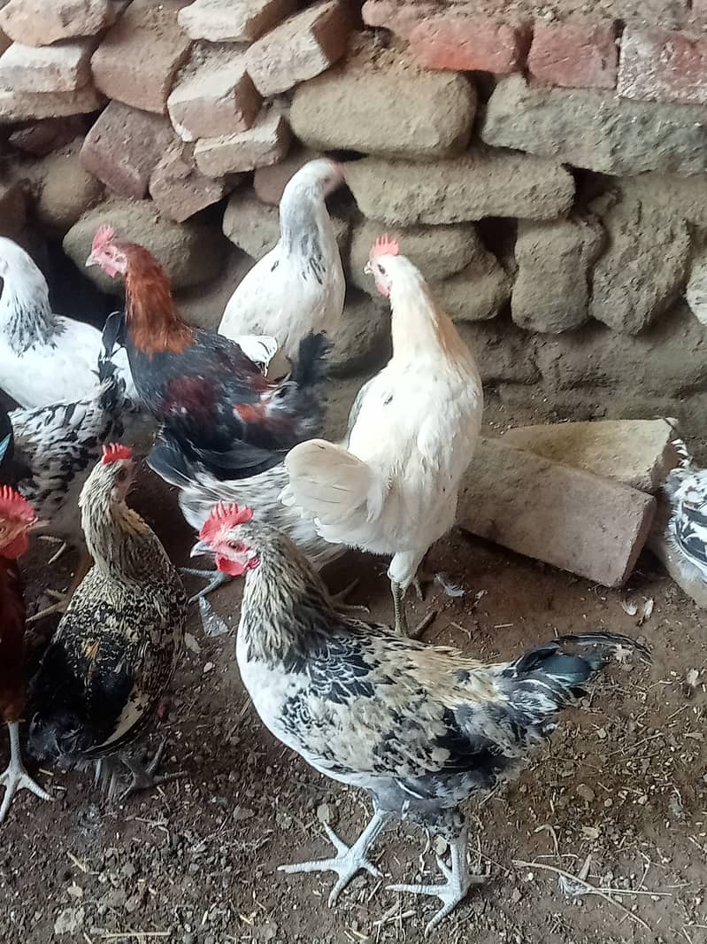 Desi hens for eggs in Jhelum fully vicinited for sale 6