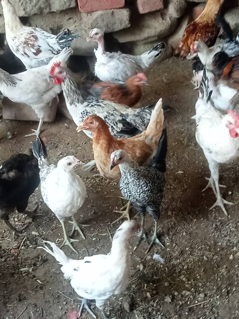 Desi hens for eggs in Jhelum fully vicinited for sale 9