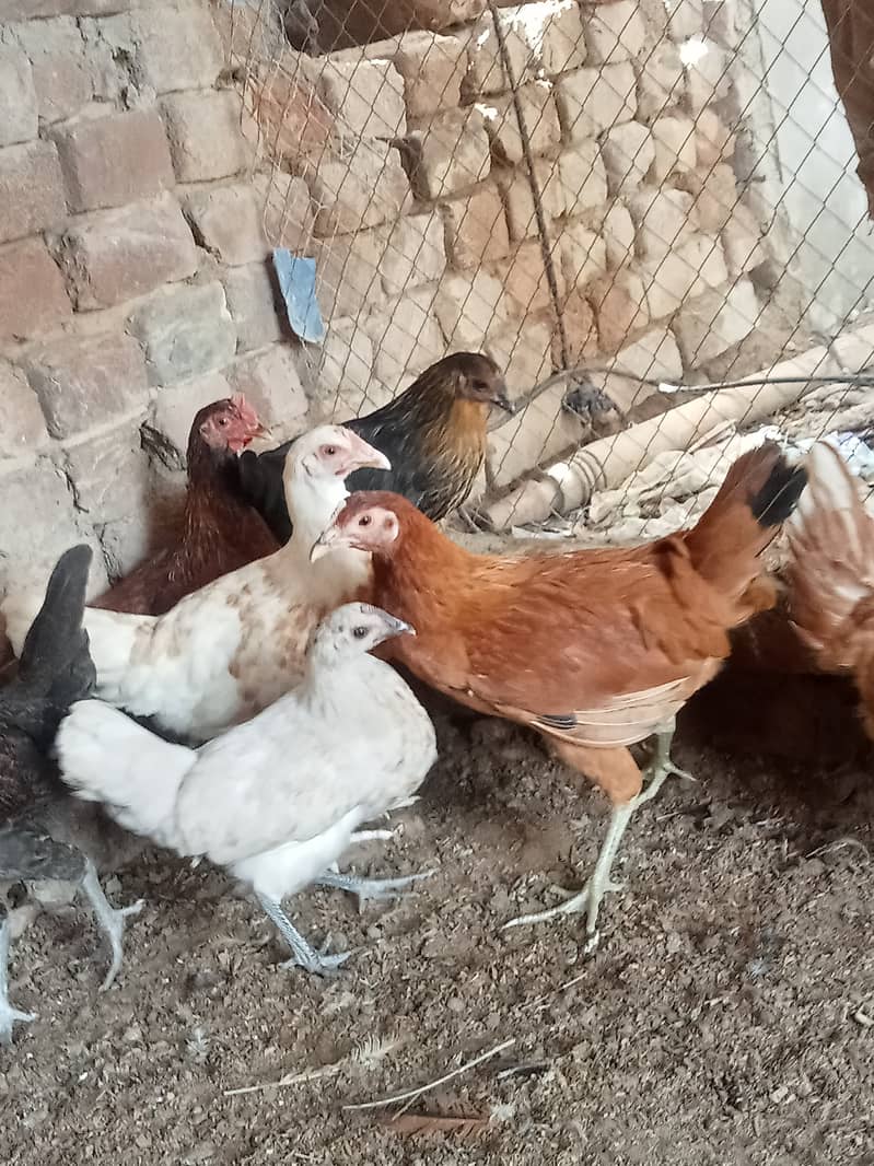 Desi hens for eggs in Jhelum fully vicinited for sale 10