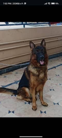 active and fully fit German shepherd