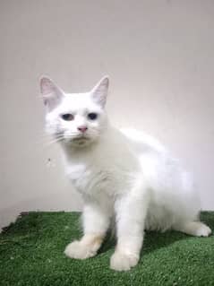 2 Persian breeder cats read description