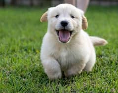 Golden retriever pedigree puppy for sale