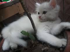 persian male cat baby