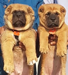 king Turkish kangal pair full security dogs for sale