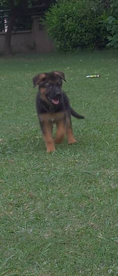 2 months old , SHOW QUALITY german shepherd puppies