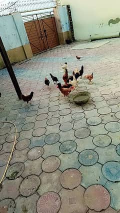 sex hens and nine chickens