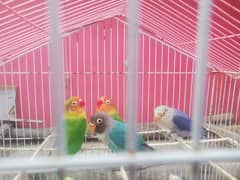 Lovebird sell