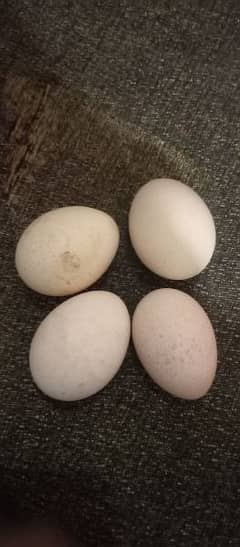 peacock fertile eggs