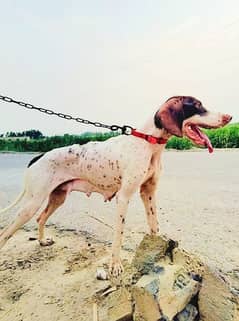 Female Pointers Dog