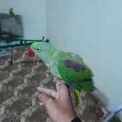 raw kashmiri parrot tamed pair