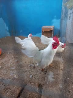 Japanese white hen breeder set