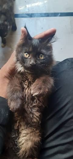 Black Persian Kitten For Sale