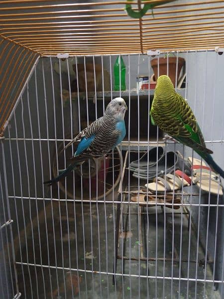 Budgies Breeder Pair 100% with Cage 0