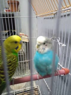 Budgies