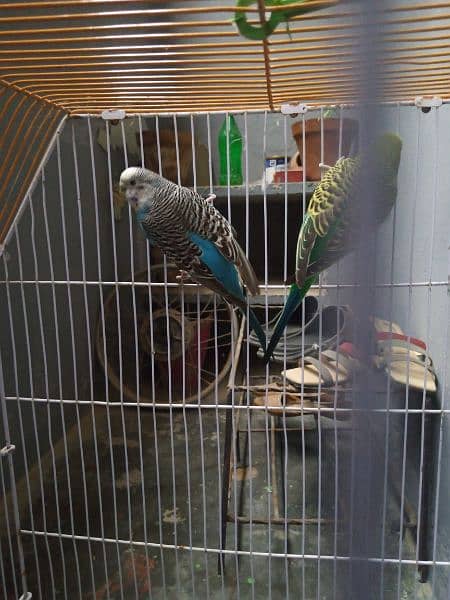 Budgies Breeder Pair 100% with Cage 6