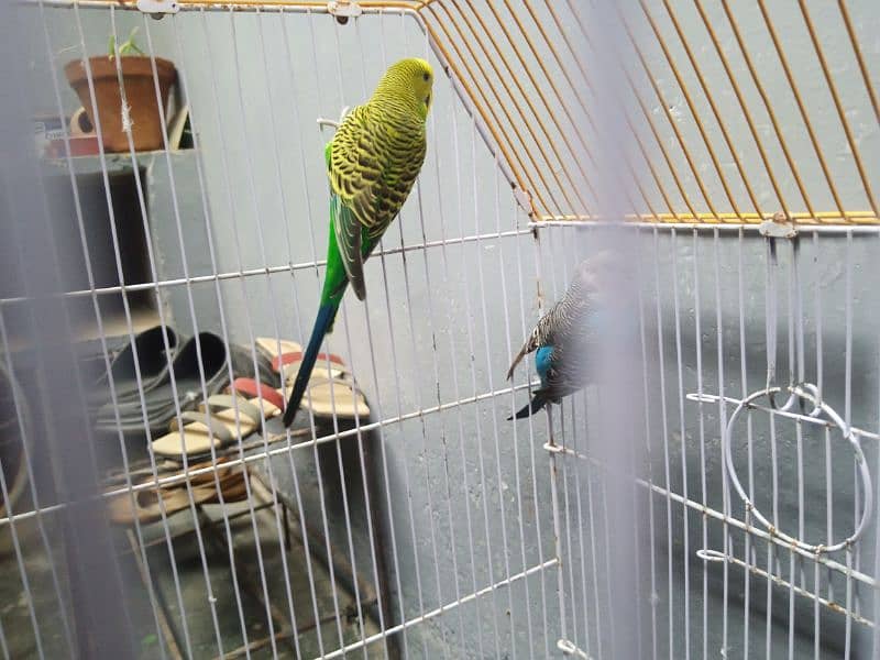 Budgies Breeder Pair 100% with Cage 8