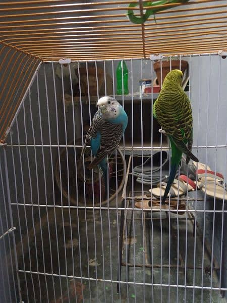 Budgies Breeder Pair 100% with Cage 9