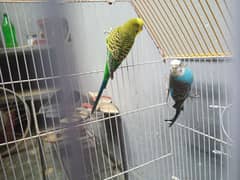 Budgies Breeder Pair 100% with Cage