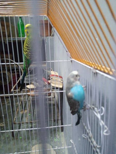 Budgies Breeder Pair 100% with Cage 12