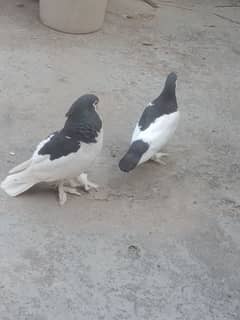 sharazi breeder pair for sale