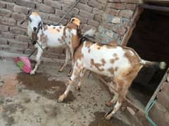 2 Bakray for sell in Reasonable price