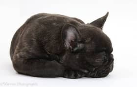 French bulldog male puppy