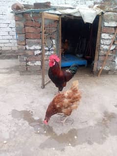 golden Misri lohman brown female rir ka male ha fresh