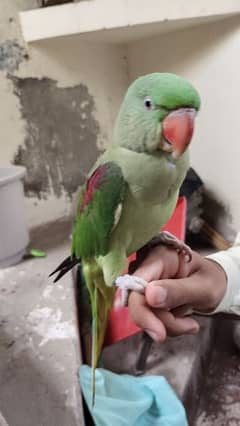 hand tamed raw parrot for sale male . 24500