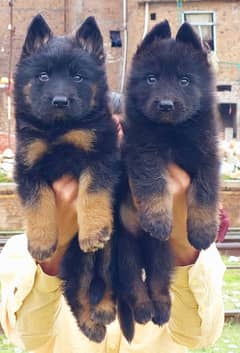 German shepherd puppies For Sale