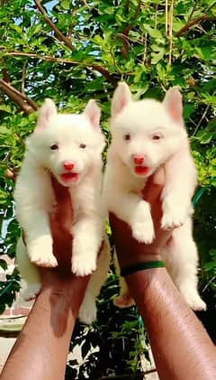 Russian Dog | Pink Rose Russian Dog | Russian Puppies For Sale