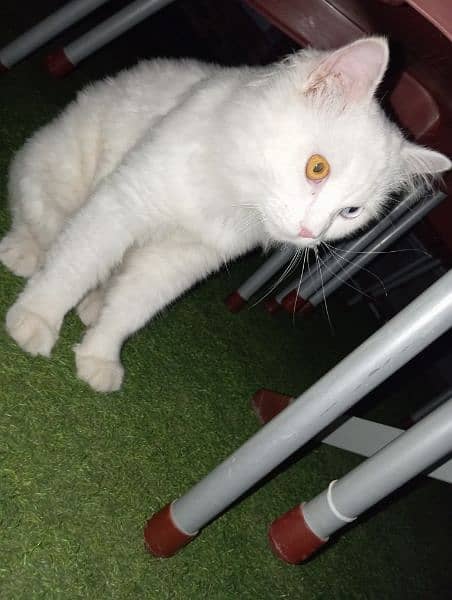 Male Persian cat with odd eyes for sale 7