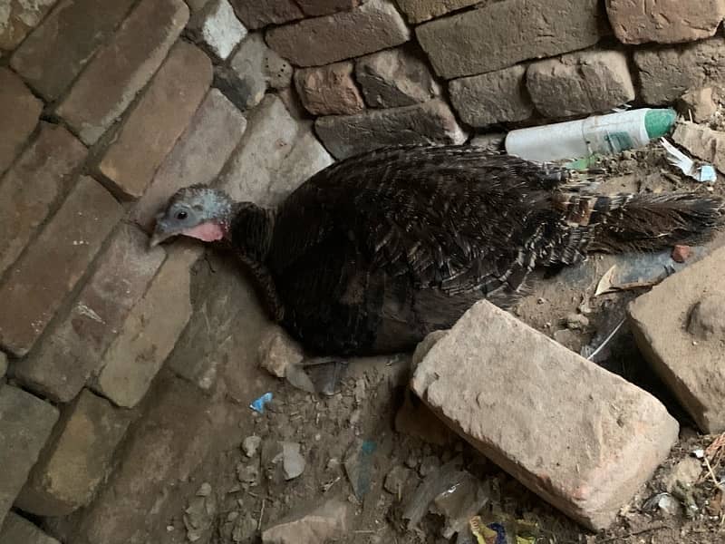 turkey two breeder female, chicks 0