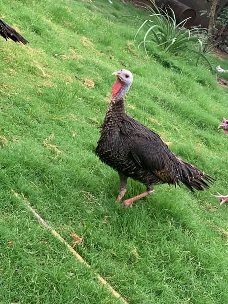 turkey two breeder female, chicks 1