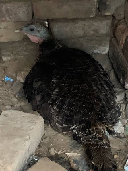 turkey two breeder female, chicks 2