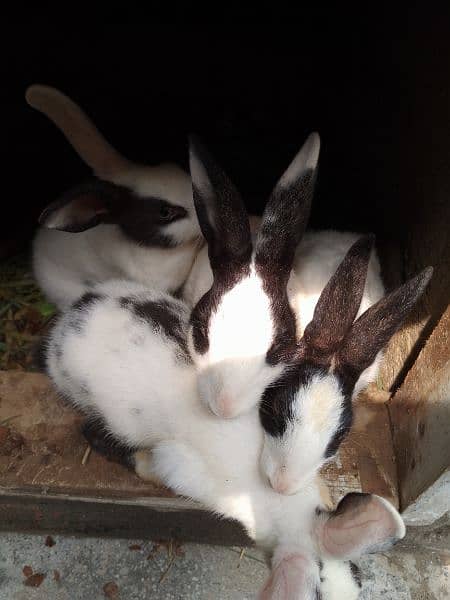 4 rabbit for sale 2 baby 3 month age & 2 parents 0